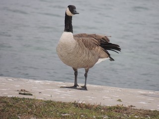 Canada Goose, ML41338411