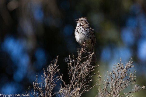 Song Sparrow - Gerry and Linda Baade