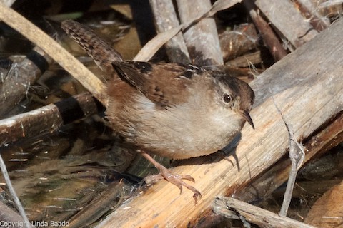 Marsh Wren - Gerry and Linda Baade