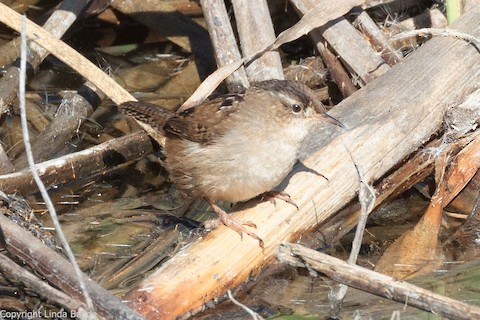 Marsh Wren - Gerry and Linda Baade