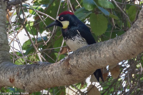 Acorn Woodpecker - Gerry and Linda Baade
