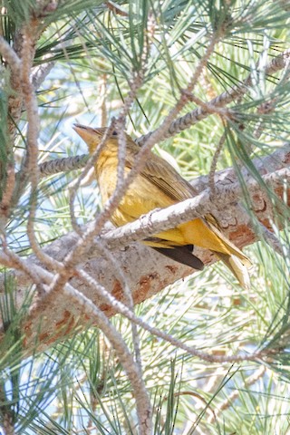 Summer Tanager - Gerry and Linda Baade