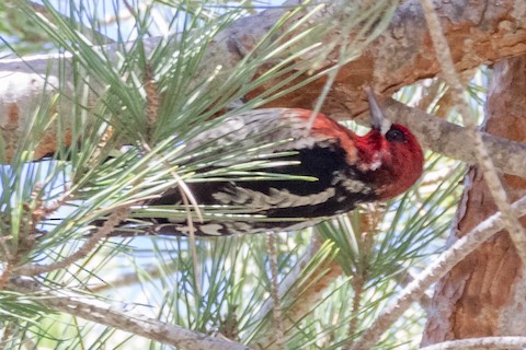 Red-breasted Sapsucker - Gerry and Linda Baade