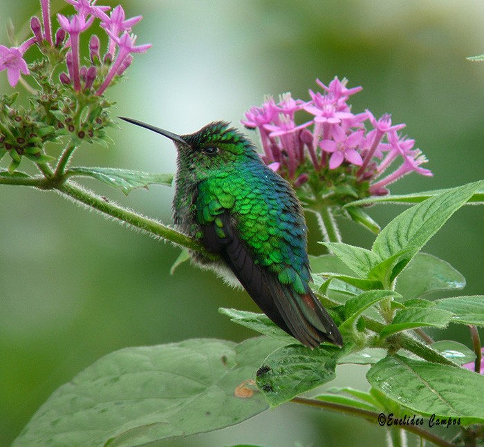 Violet-capped Hummingbird - Euclides "Kilo" Campos