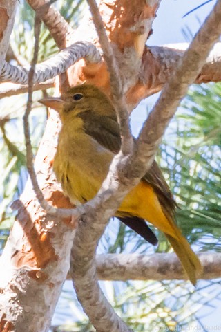 Summer Tanager - Gerry and Linda Baade