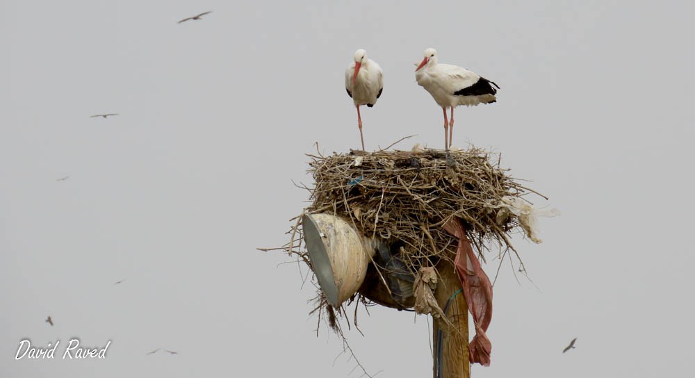 White Stork - David Raved