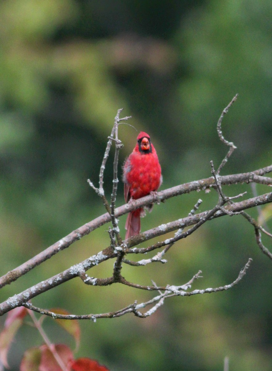 Cardinal rouge - ML41339591