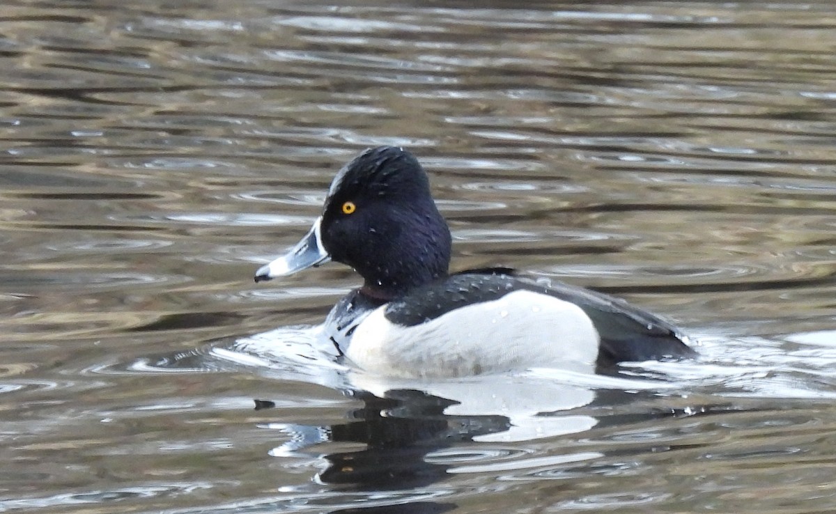 Ring-necked Duck - ML413395911