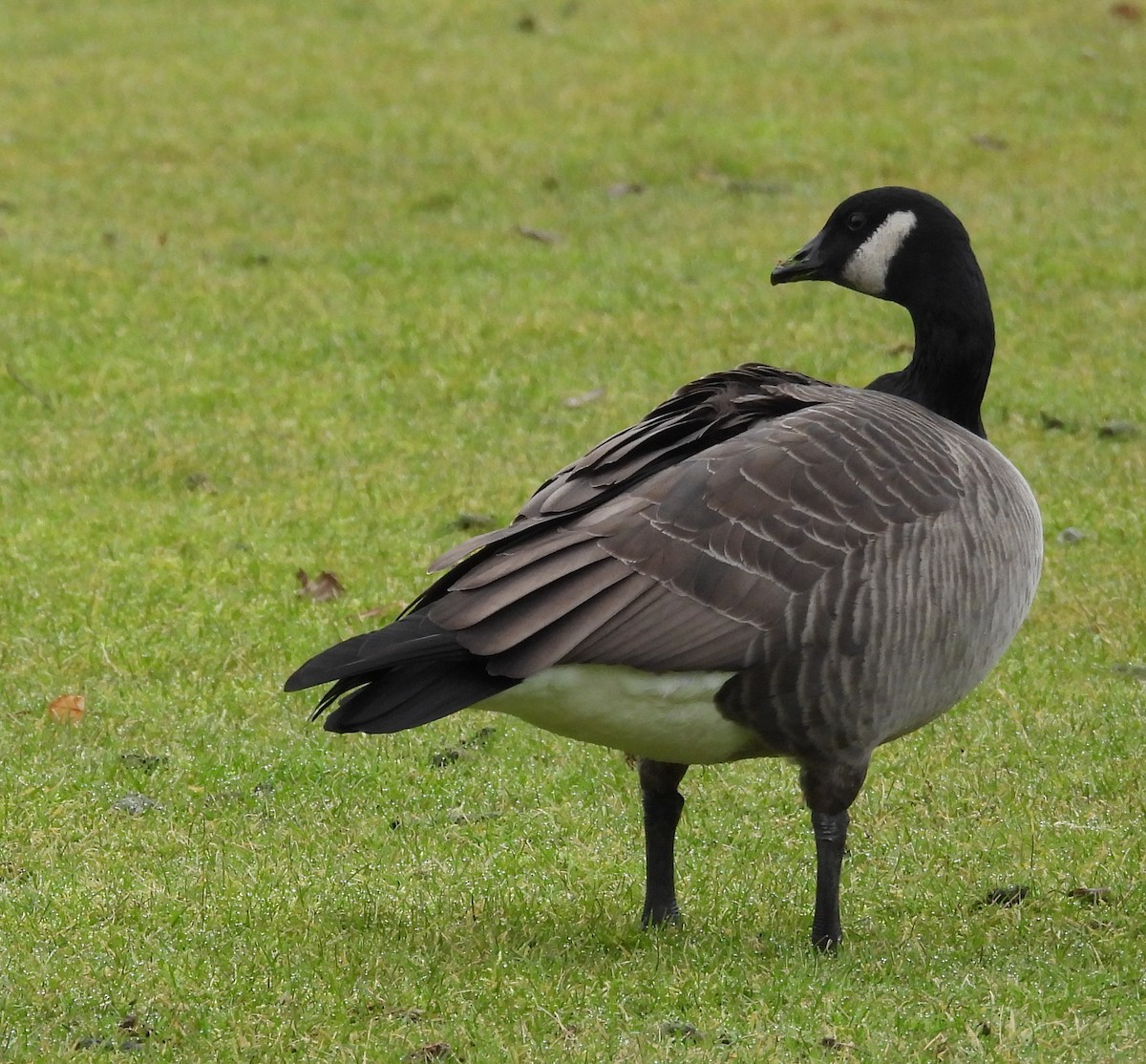 Cackling Goose (Taverner's) - ML413396001