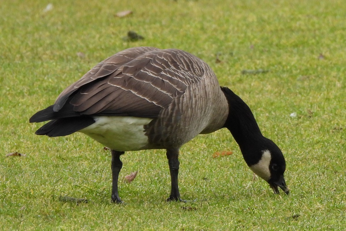Cackling Goose (Taverner's) - ML413396011