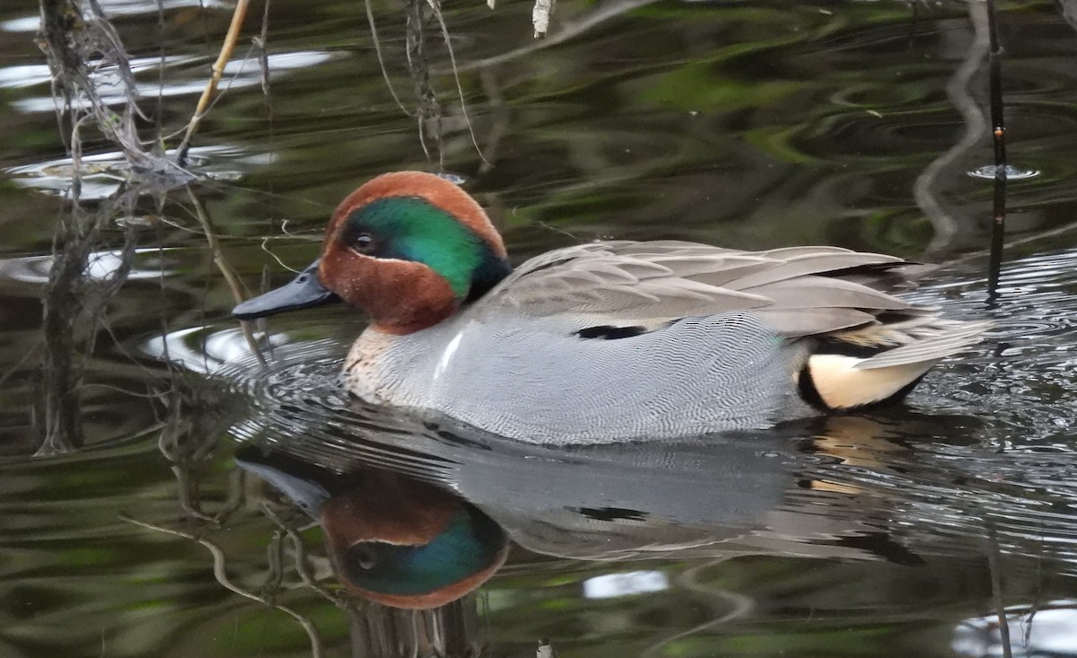 Green-winged Teal - ML413396131