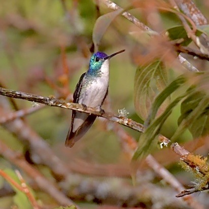 kolibřík andský - ML413397831