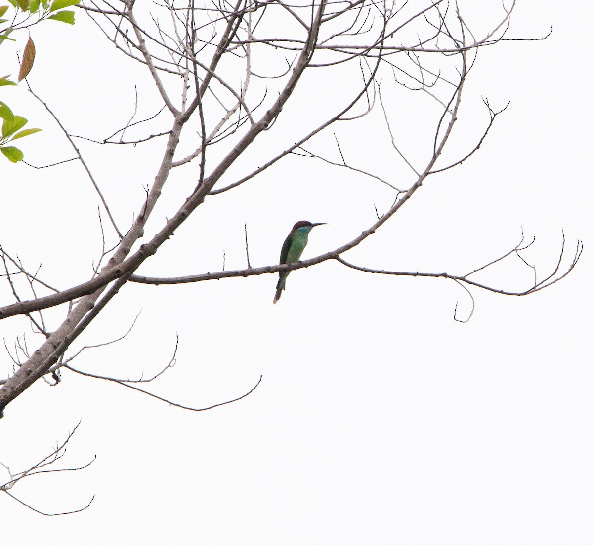 Blue-throated Bee-eater - ML413398581