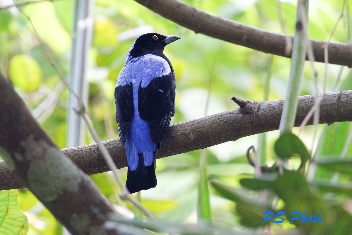 Asian Fairy-bluebird - ML413399991