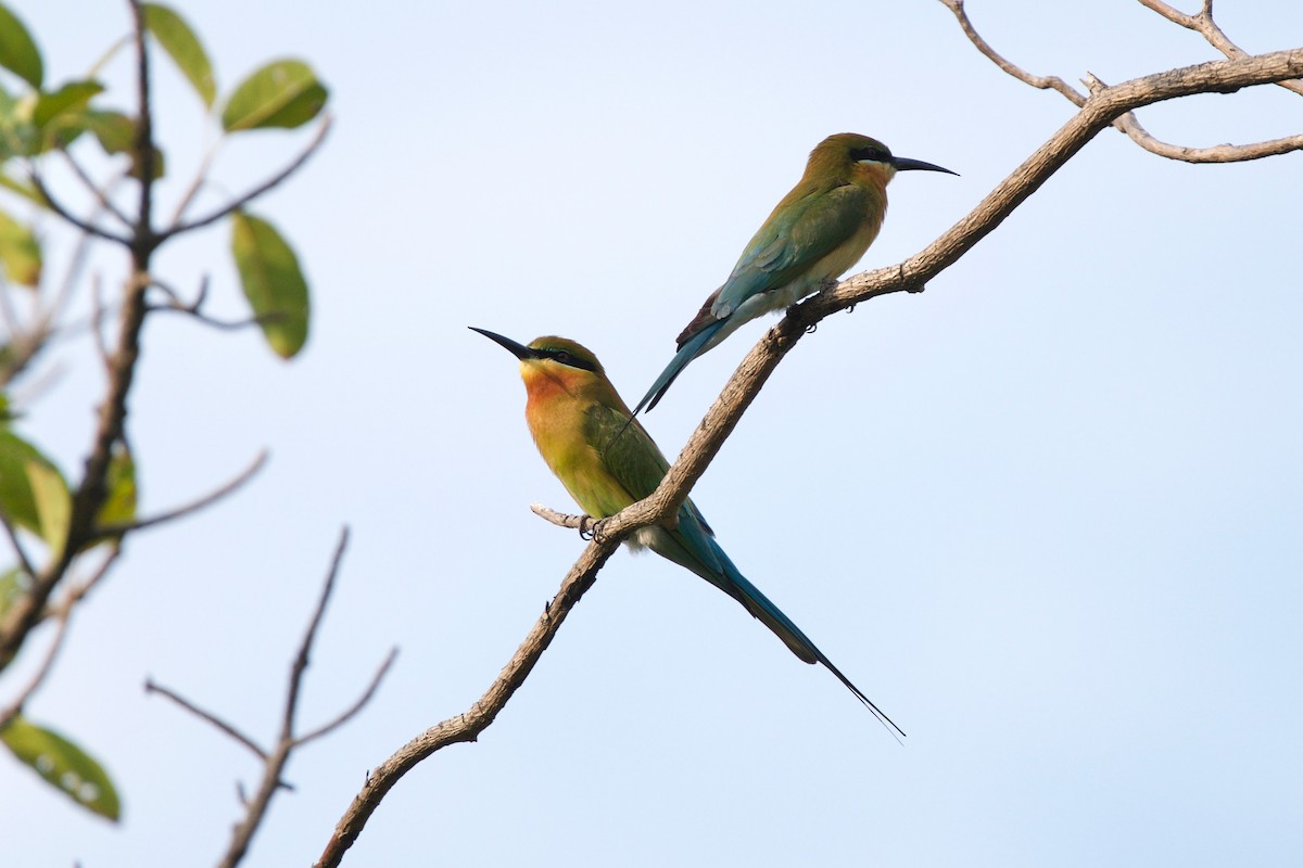 Blue-tailed Bee-eater - ML413401411