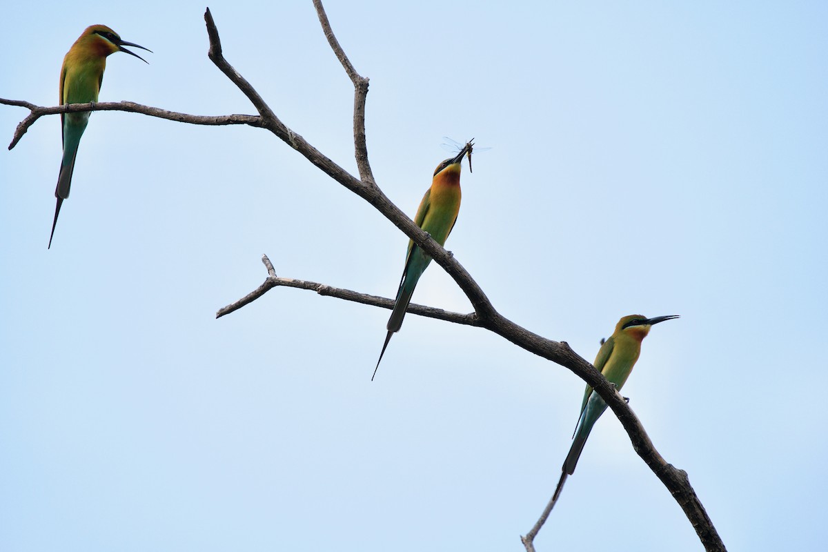 Blue-tailed Bee-eater - ML413401421
