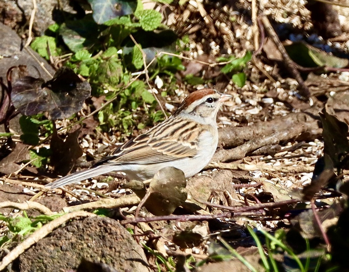 Chipping Sparrow - ML413403451