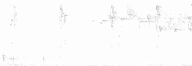 hvitnakkehonningeter - ML413403551