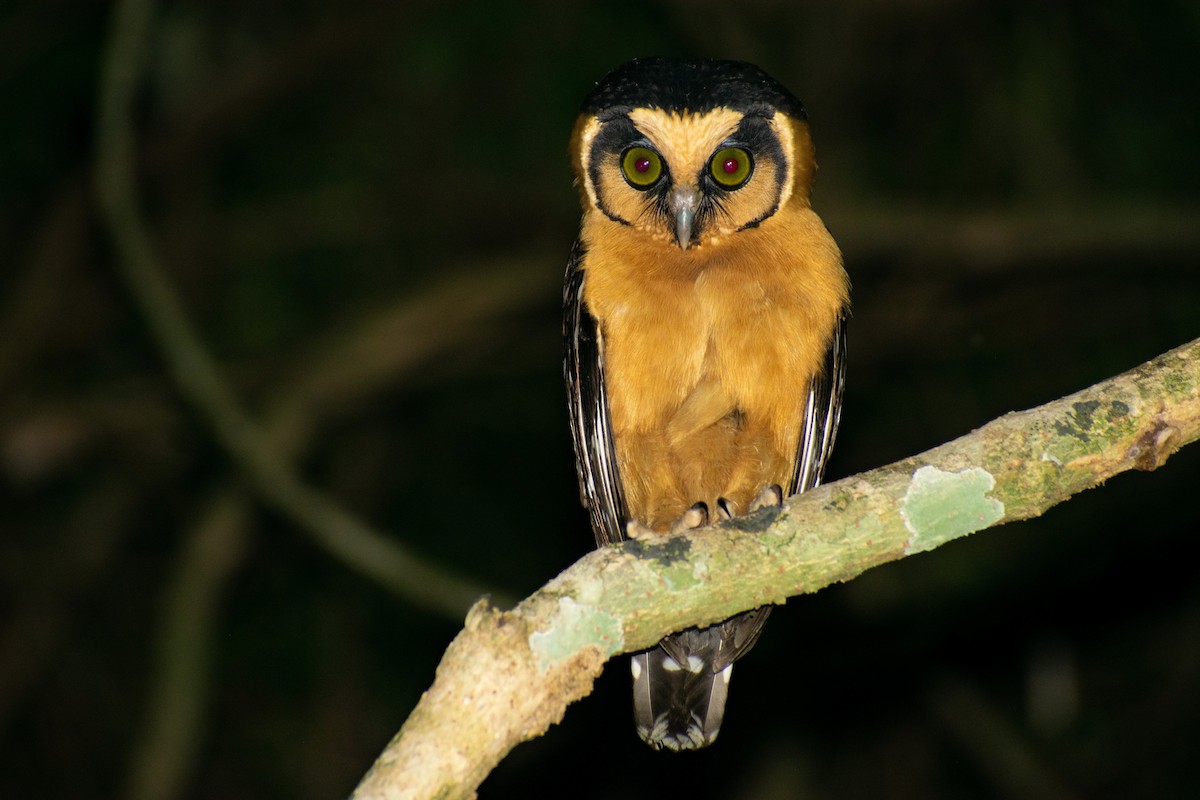Buff-fronted Owl - ML413405841
