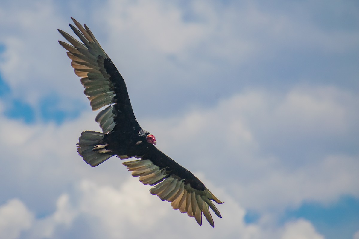 Turkey Vulture - Leandro Bareiro Guiñazú