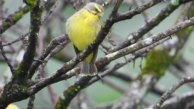 Yellow-fronted Canary - ML413411491