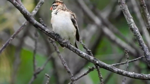 Pin-tailed Whydah - ML413411551