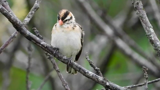 Pin-tailed Whydah - ML413411861
