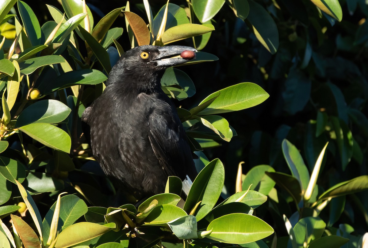 Pied Currawong - ML413412991
