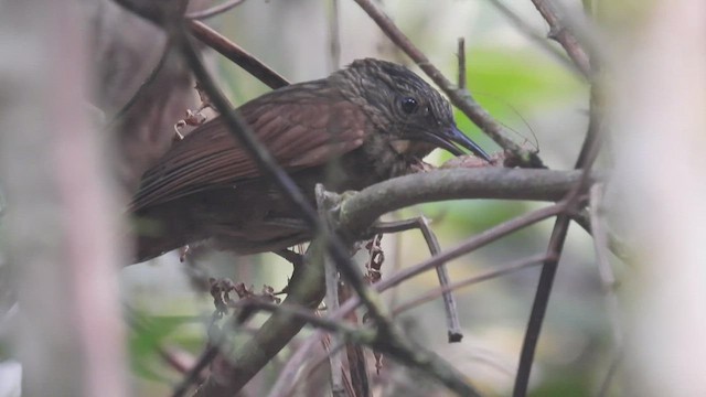 - Black-billed Treehunter