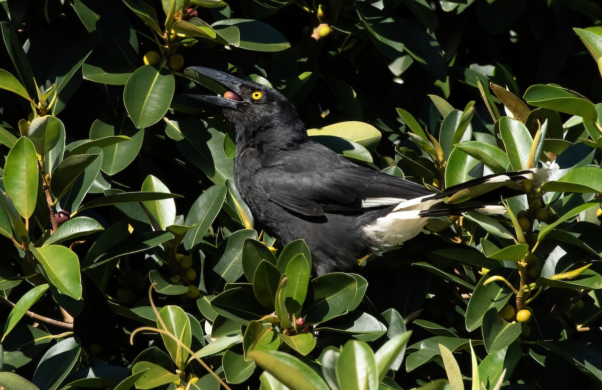 Pied Currawong - ML413413871