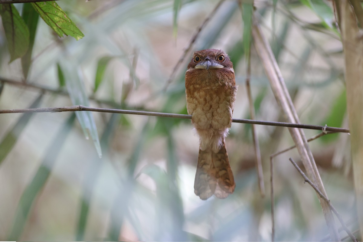 Gould's Frogmouth - ML413417781