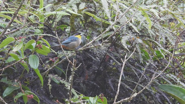 Yellow-throated Tanager - ML413417901