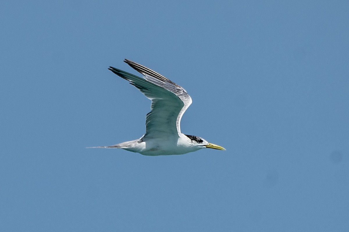 Great Crested Tern - ML413419921