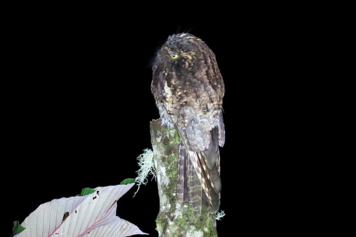 Andean Potoo - ML413421441