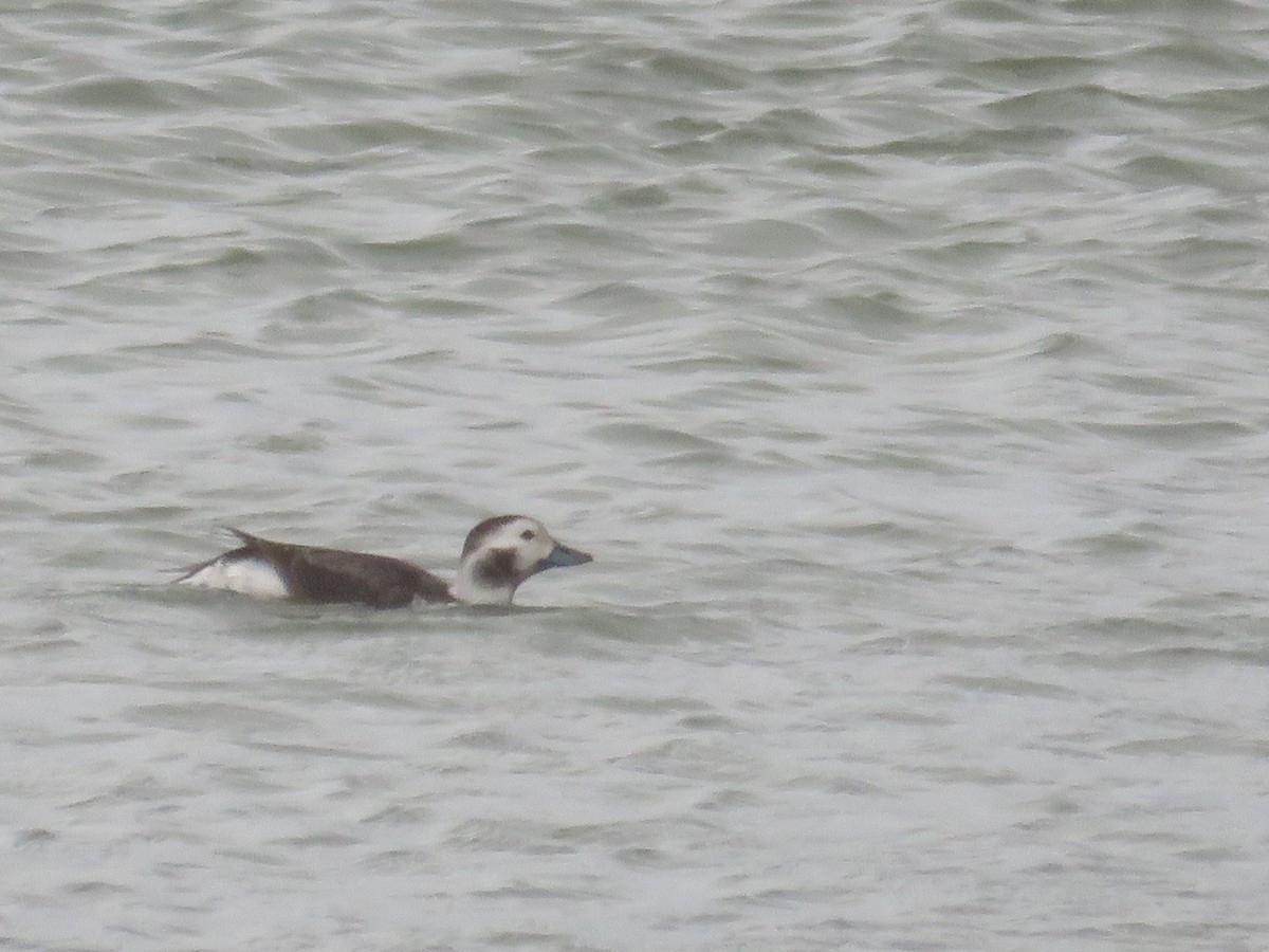 Long-tailed Duck - ML41342471