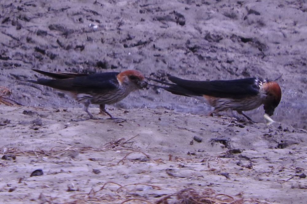 Greater Striped Swallow - Dieter Oschadleus