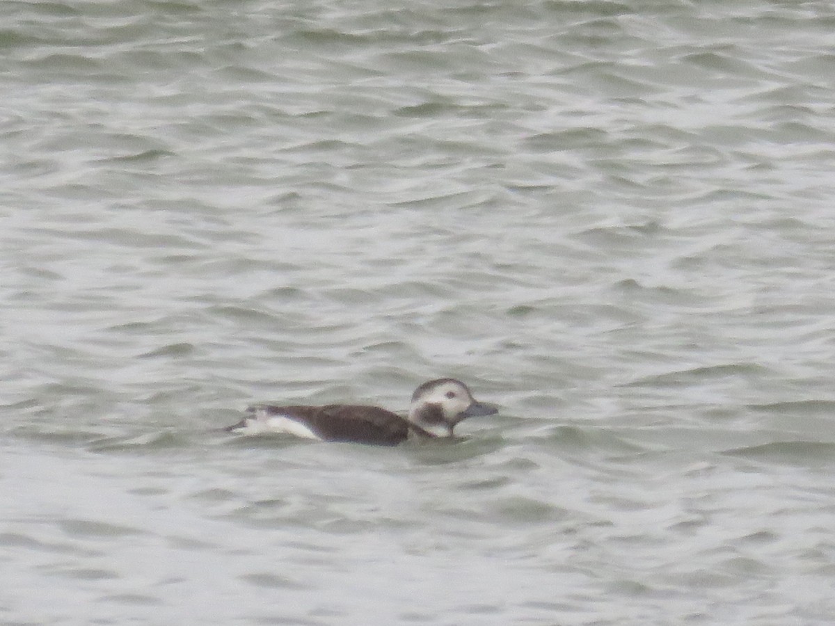 Long-tailed Duck - ML41342531
