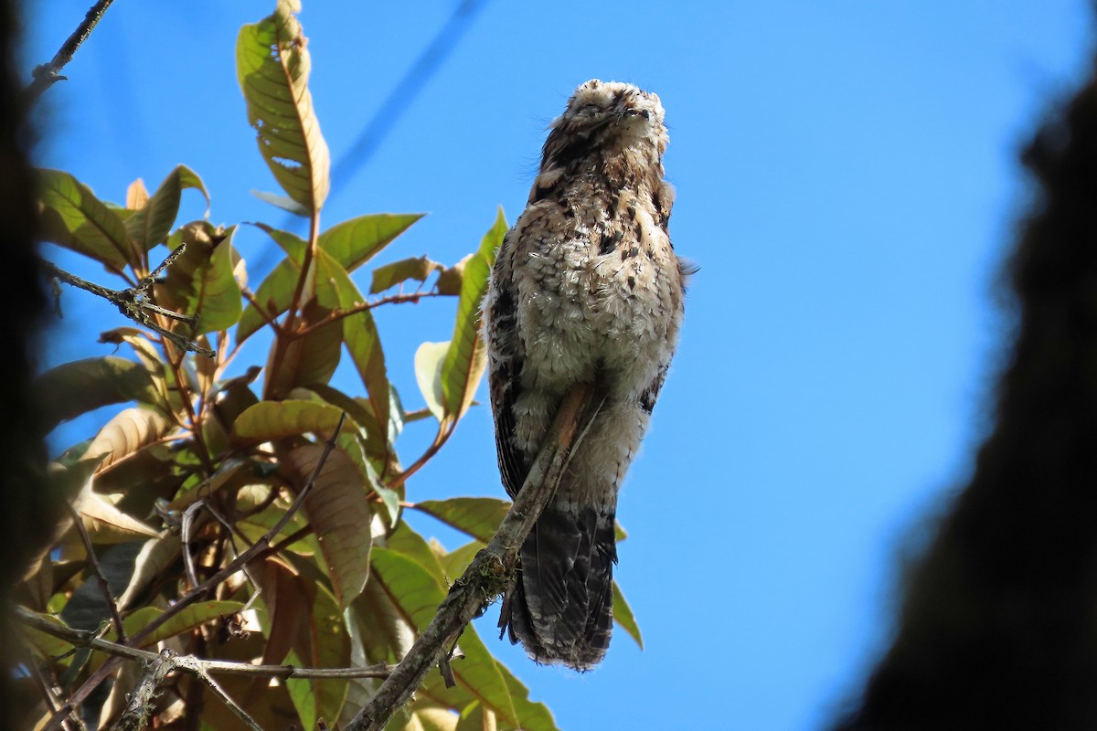 Andean Potoo - ML413427441