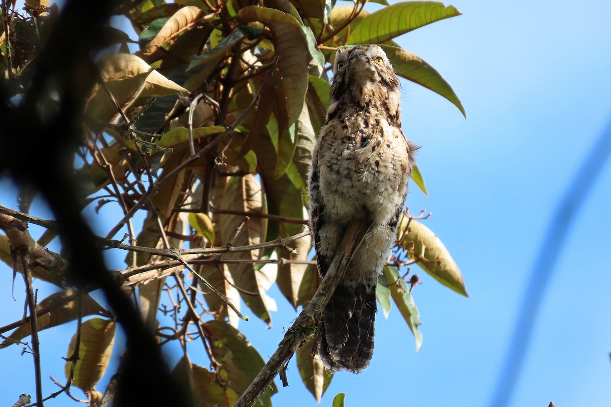 Andean Potoo - ML413427461