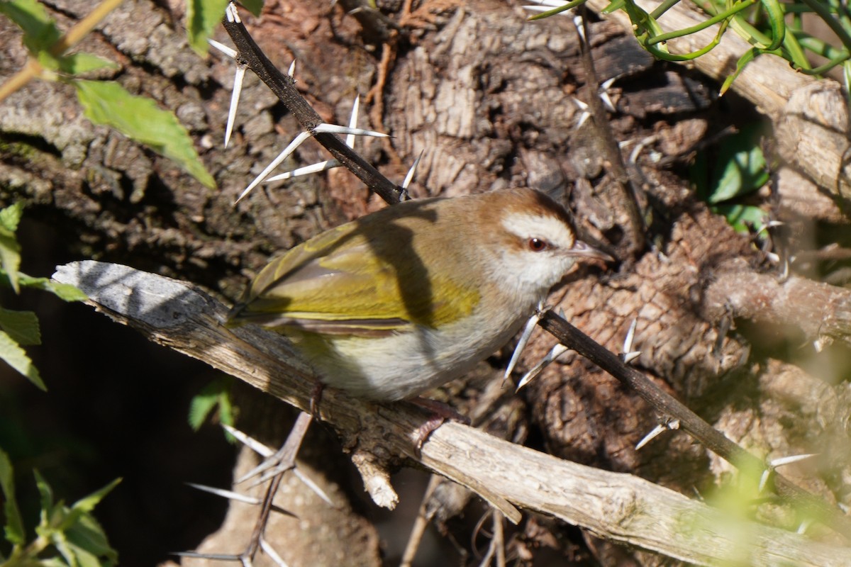 White-browed Crombec - ML413431251