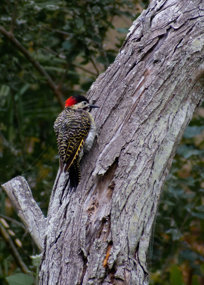 Green-barred Woodpecker - ML413435601