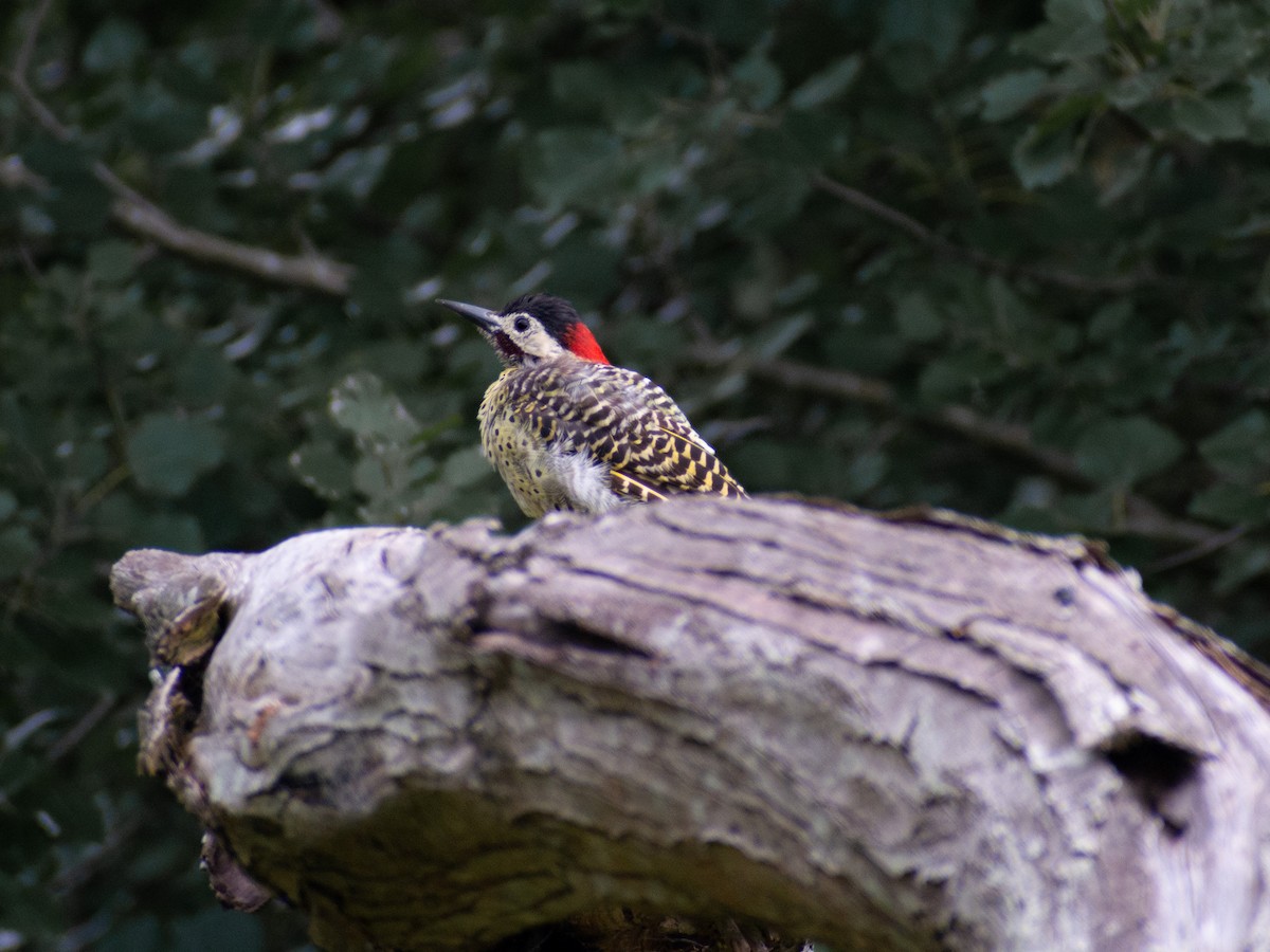 Green-barred Woodpecker - ML413435621