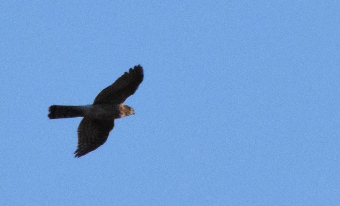 Eurasian Sparrowhawk - ML413435941