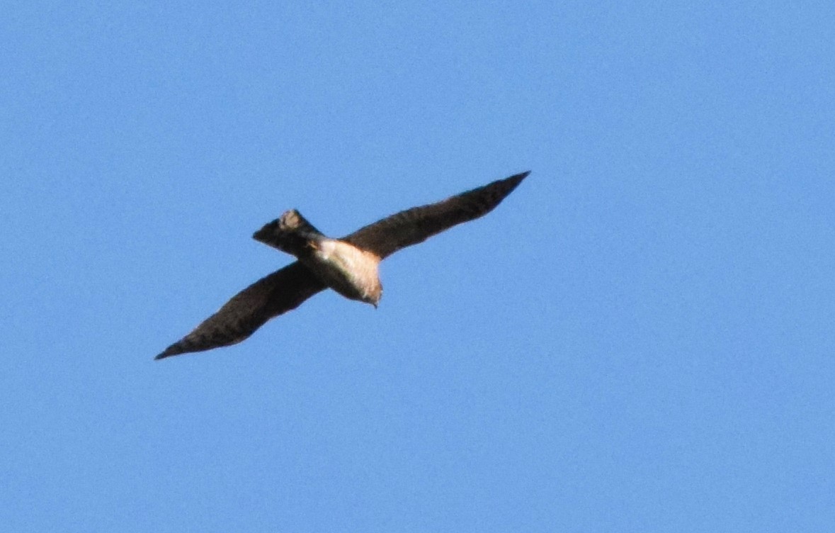 Eurasian Sparrowhawk - ML413436061