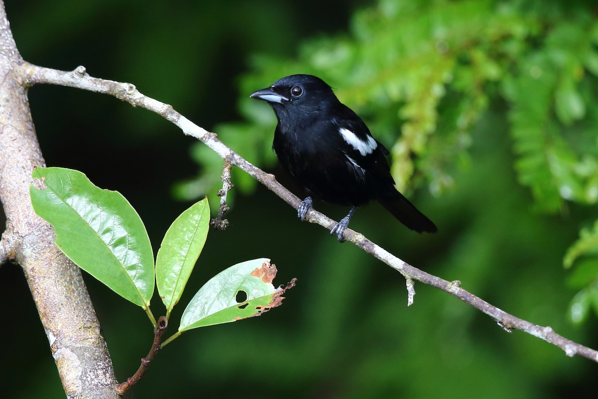 White-shouldered Tanager - ML413441521
