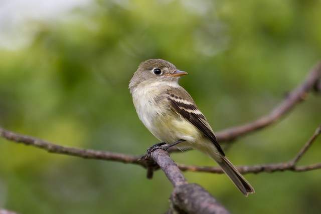 least flycatcher