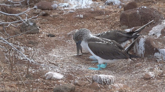 Blue-footed Booby - ML413452001