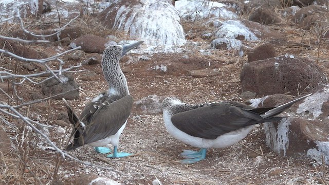 Blue-footed Booby - ML413452851