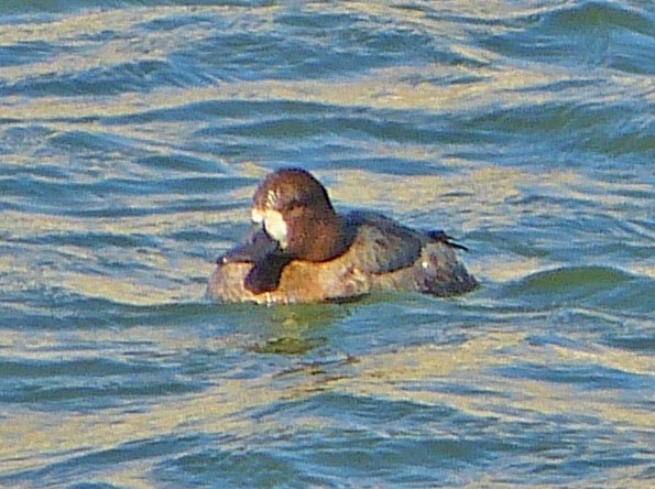Greater Scaup - ML41346141