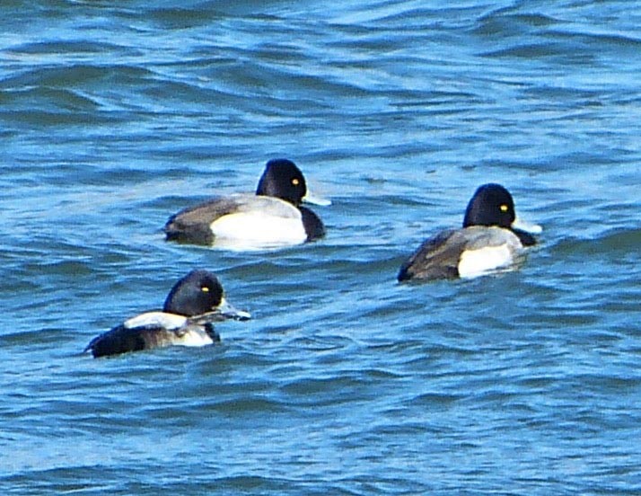 Greater Scaup - ML41346151